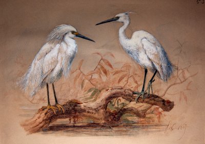 Egrets by Joseph Wolf